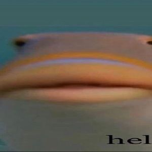 Meet your Posher, Owen